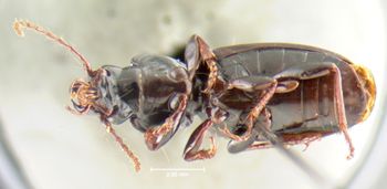 Media type: image;   Entomology 16438 Aspect: habitus ventral view
